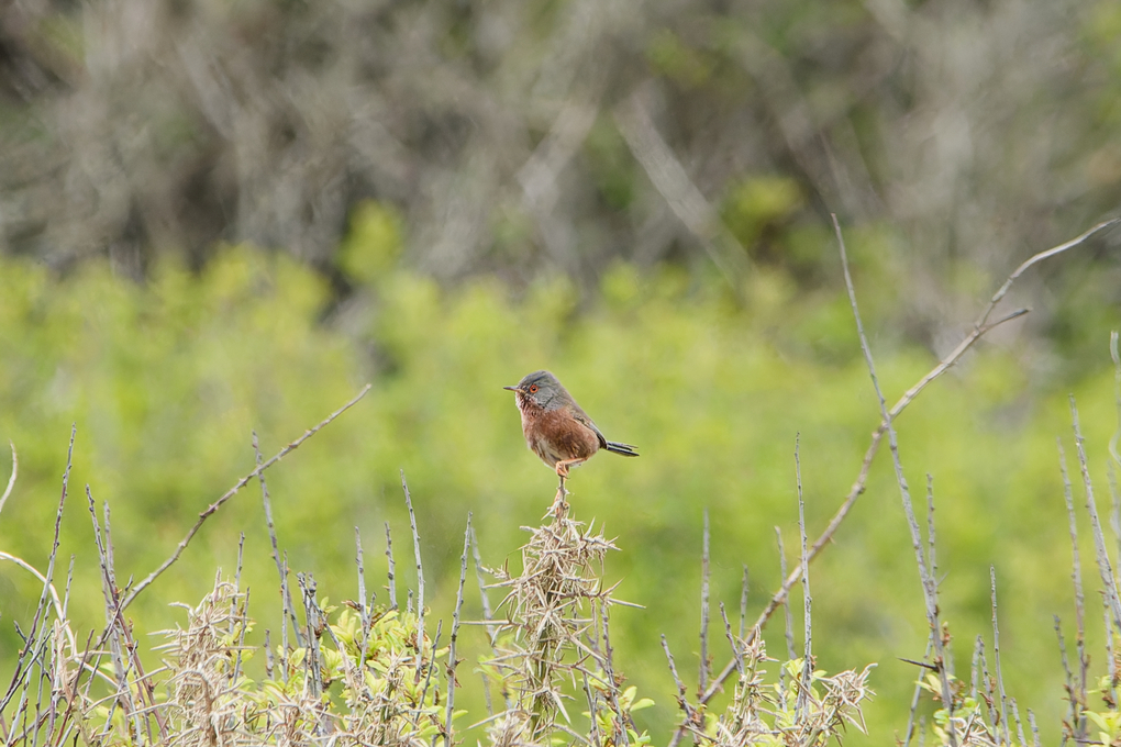 Dartford Warbler